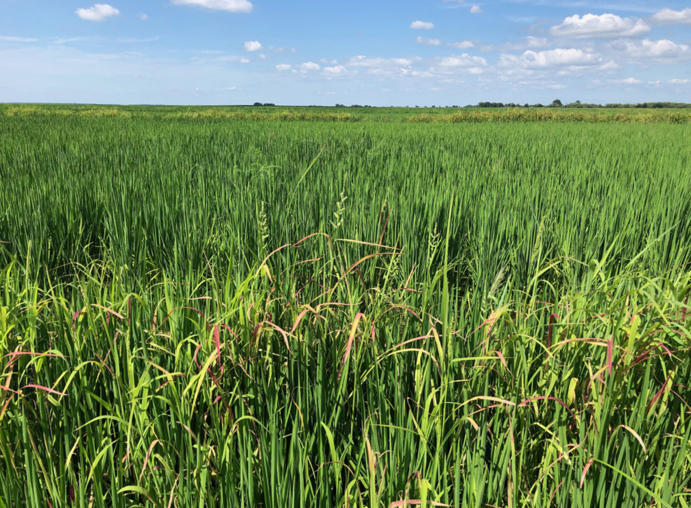 Regions Peoples Company